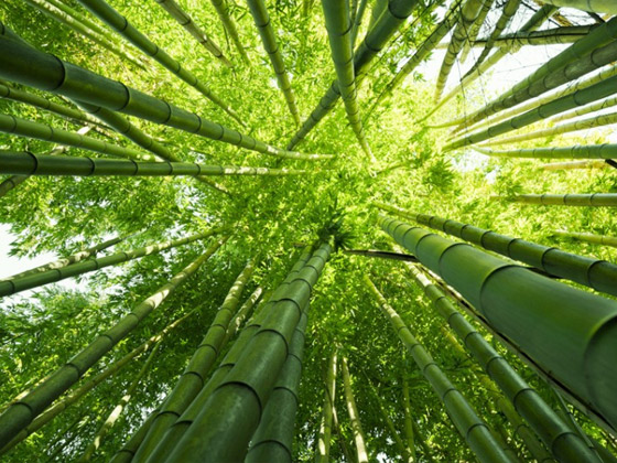 Bamboo: Eco-friendly, beauty, and sustainability